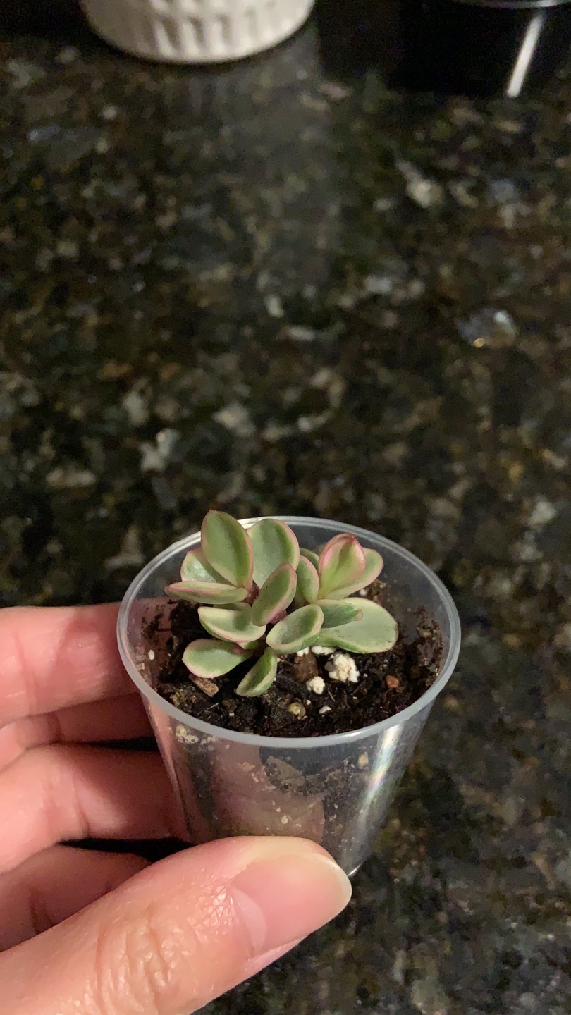 #freecycle Variegated elephant bush thumbnail