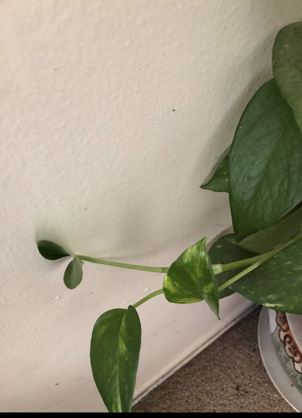 Money plant … Must Go !!!! - photo 3