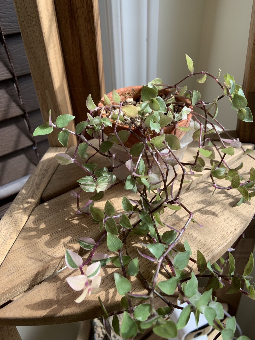#freecycle Turtle vines thumbnail