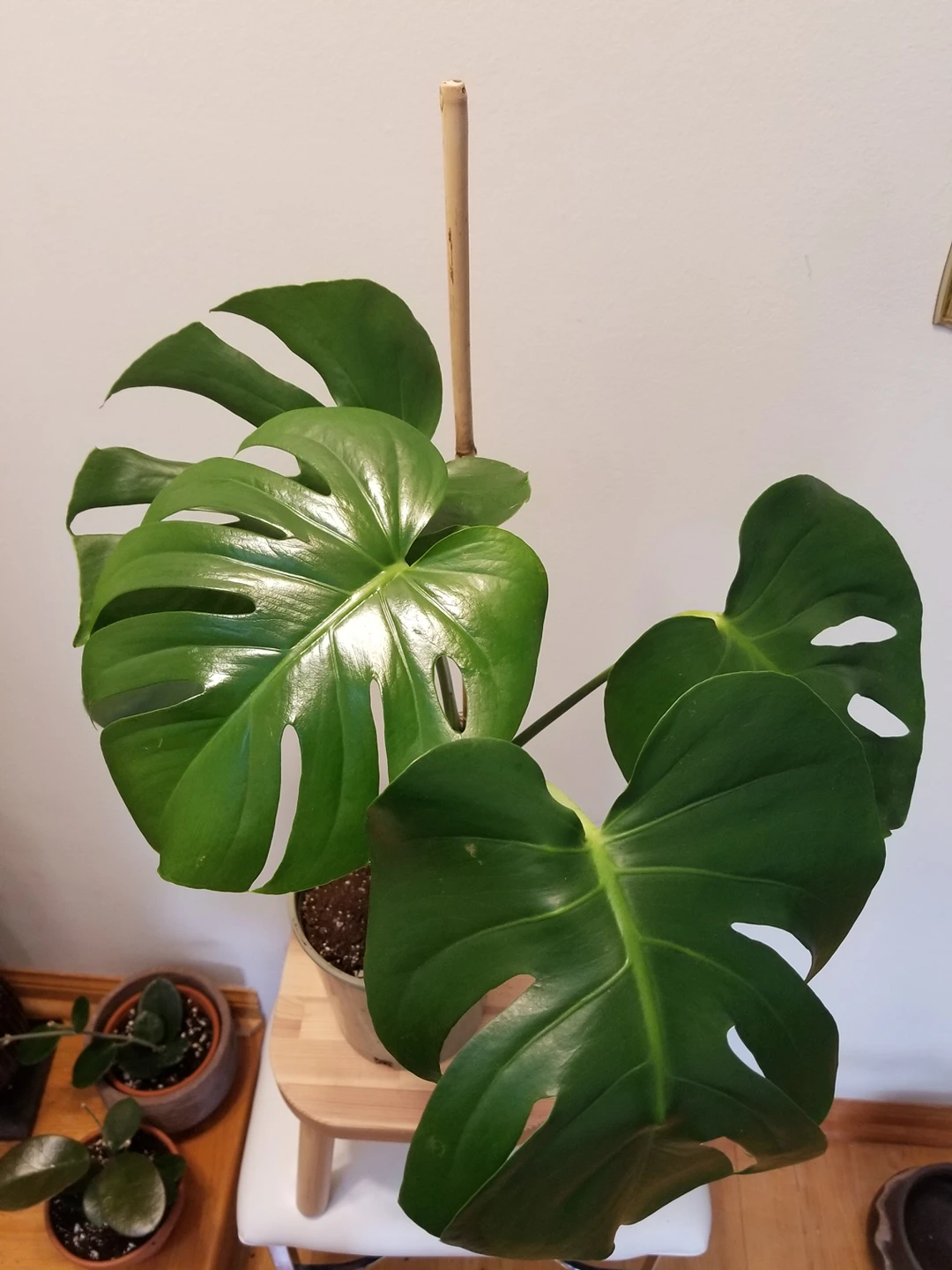 Monstera plants for sale - photo 2