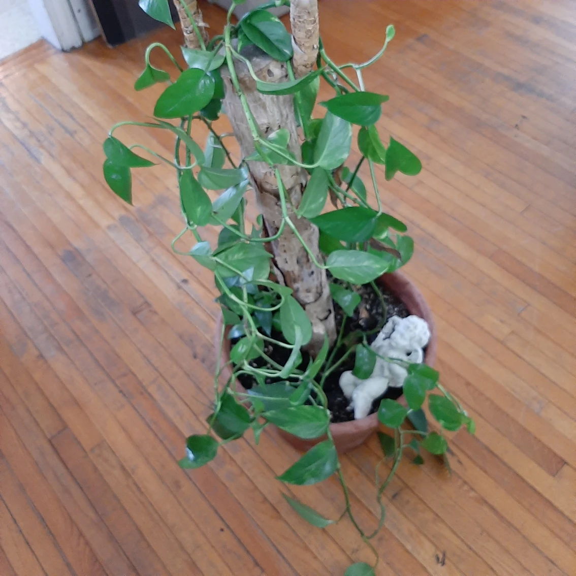 Plant in need of new home thumbnail