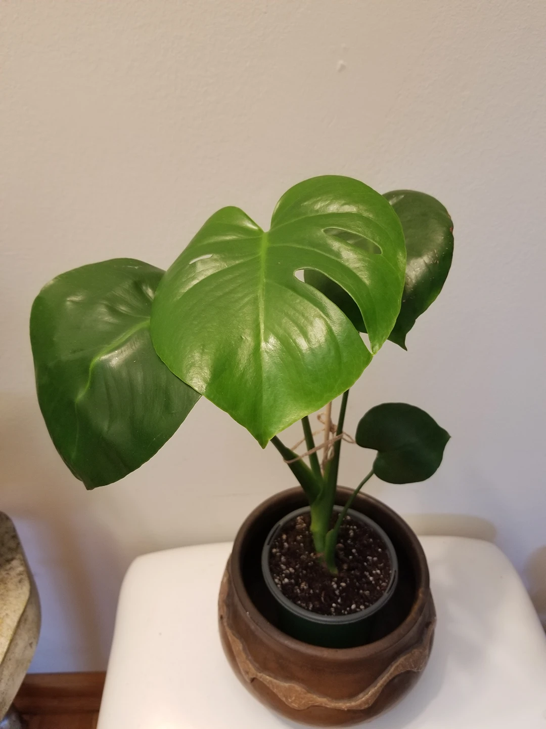 Monstera plants for sale thumbnail