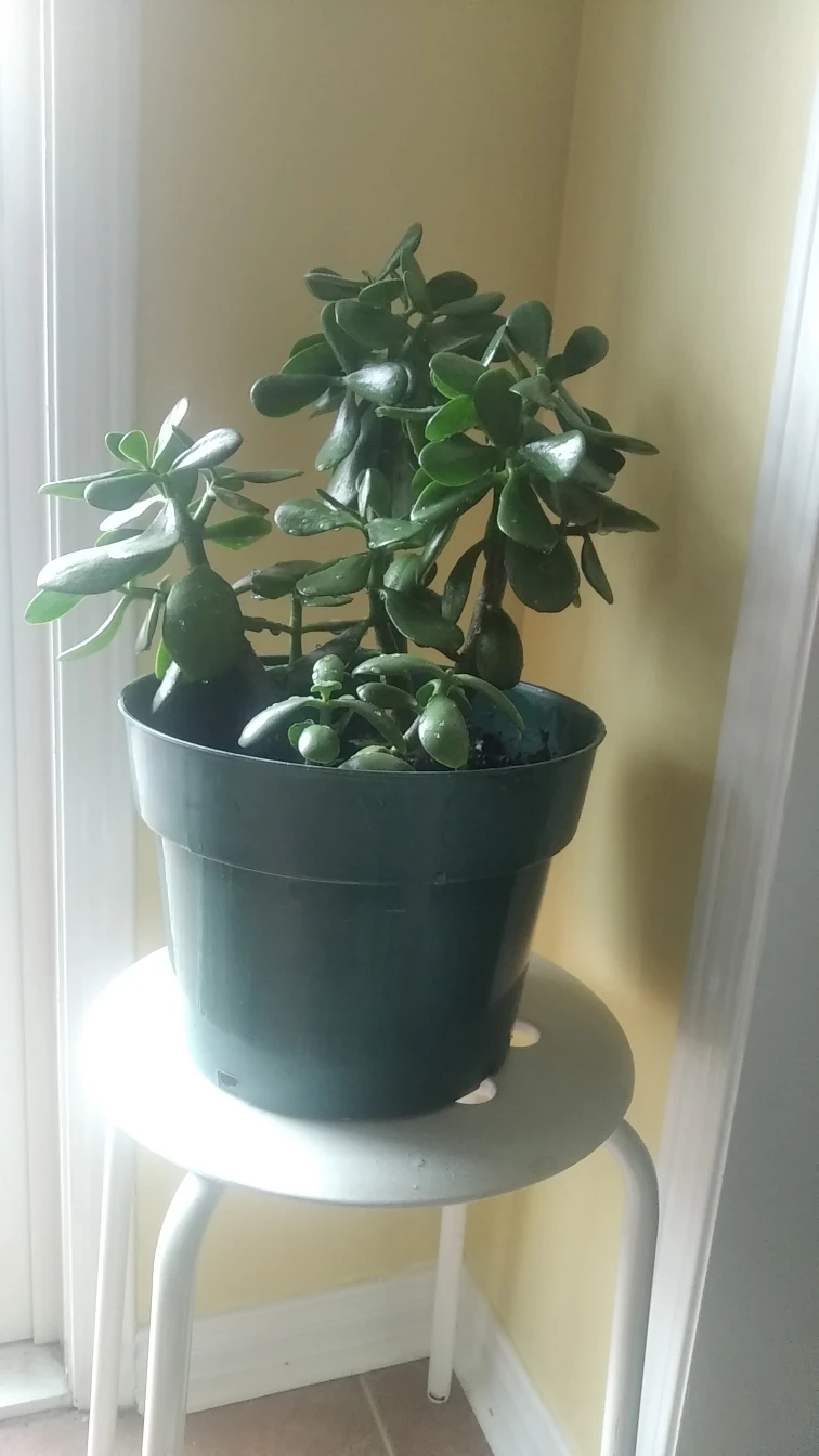 plant thumbnail