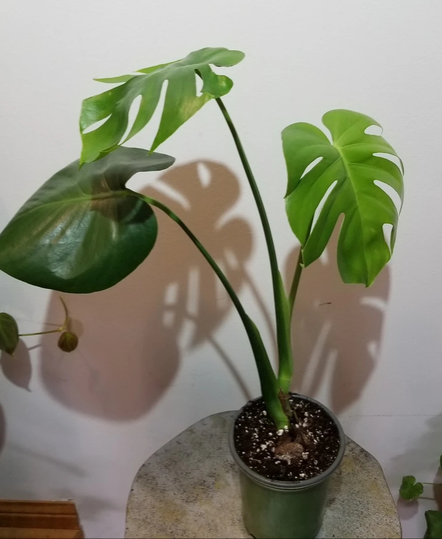 Monstera Deliciosa 🌿plants sale thumbnail