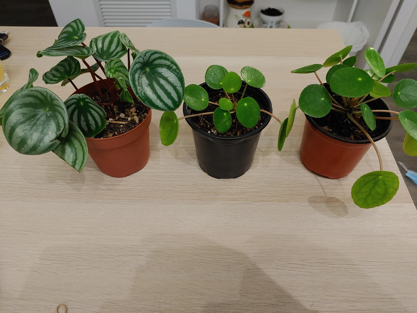 peperomia lot of 3 plants