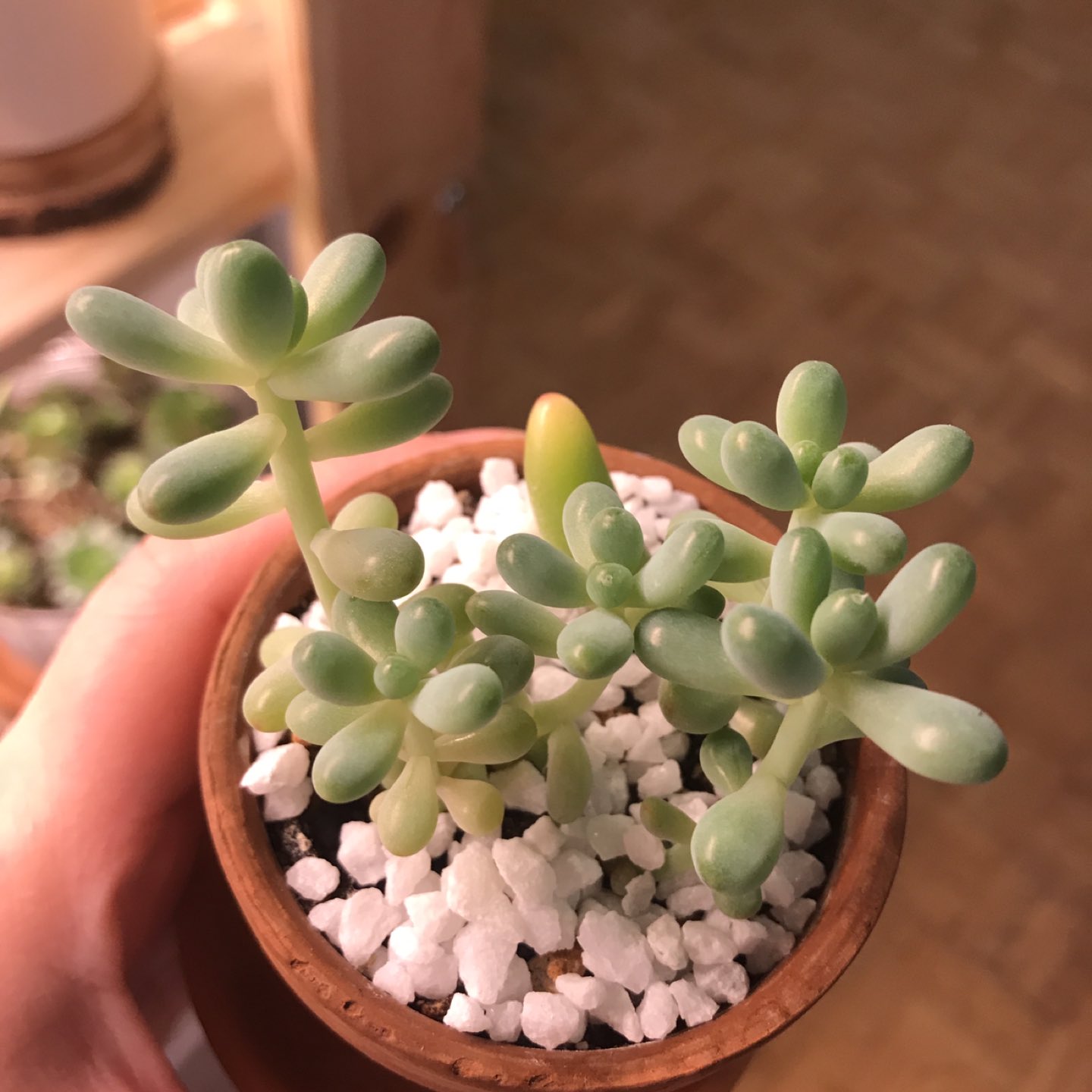 Succulent Plant - Sedum pachyphyllum - photo 5