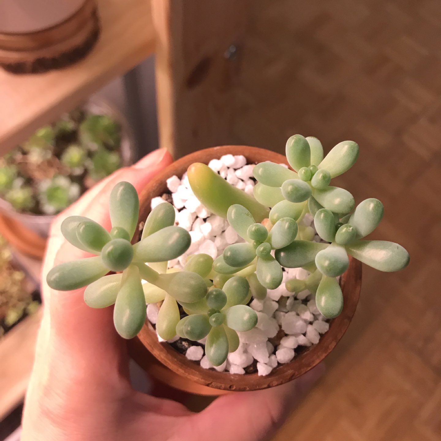 Succulent Plant - Sedum pachyphyllum