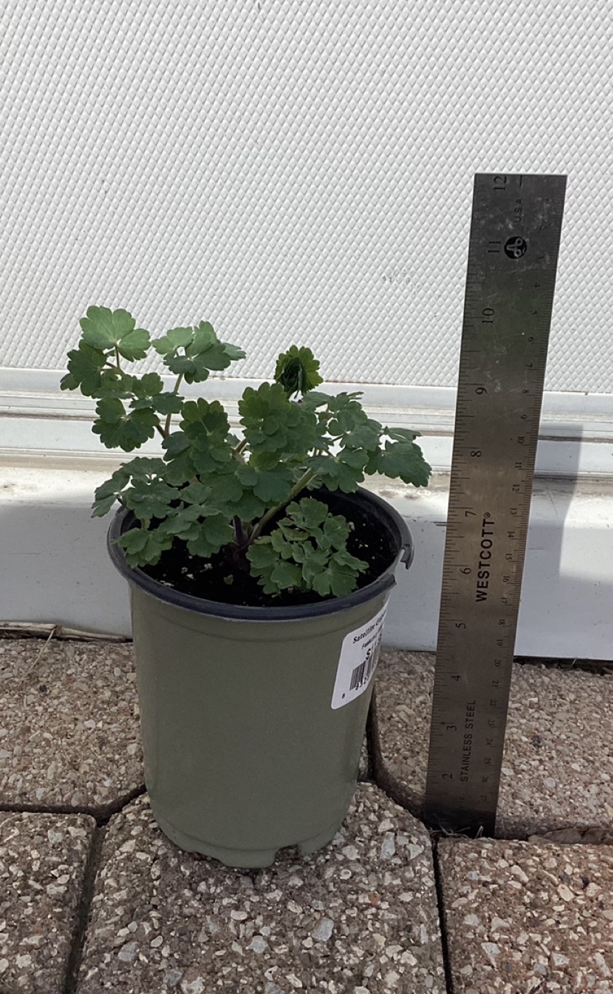 Small Columbine Annual