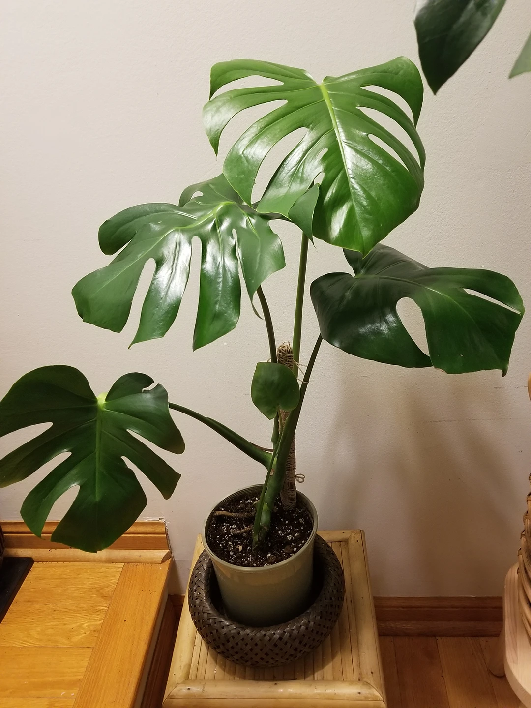 plants 🌴Monstera thumbnail