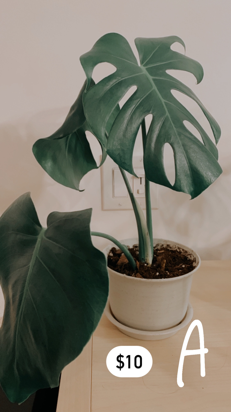 Healthy Monstera (medium) thumbnail