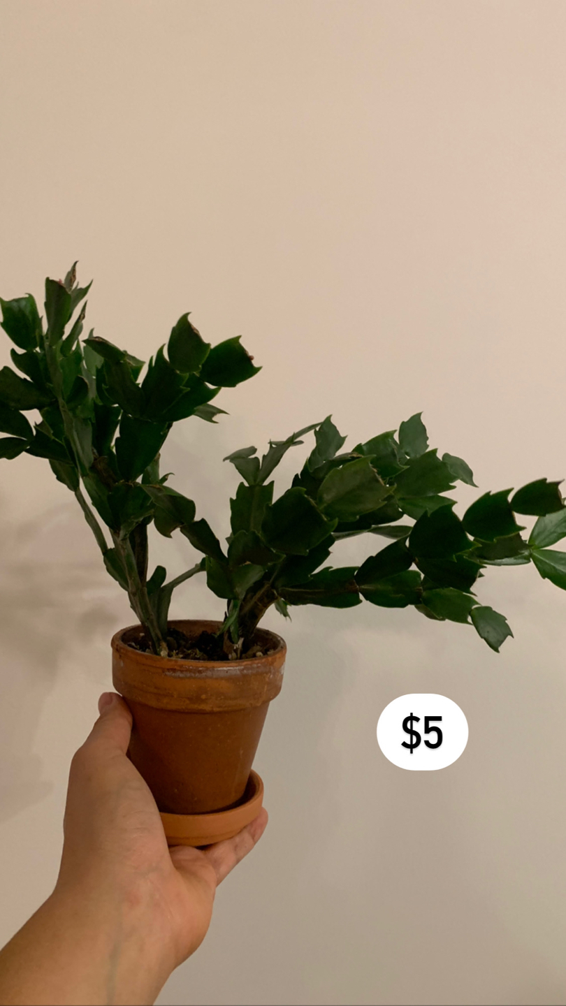Healthy Christmas Cactus thumbnail