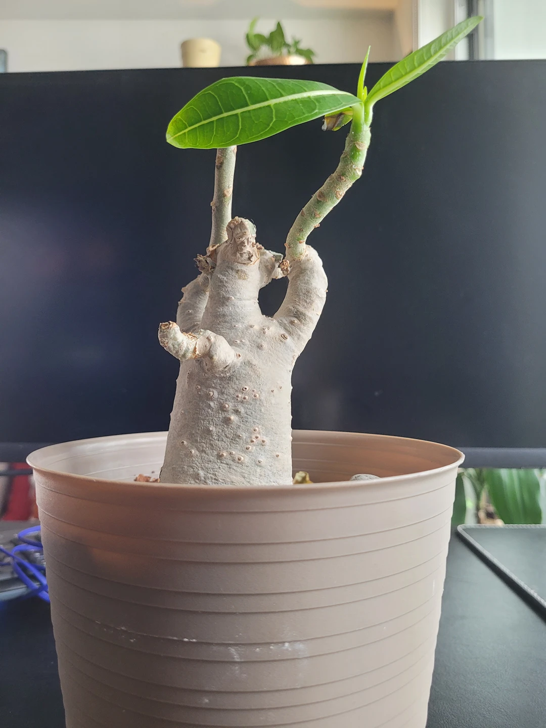 Desert Rose Plant image indicator(2)