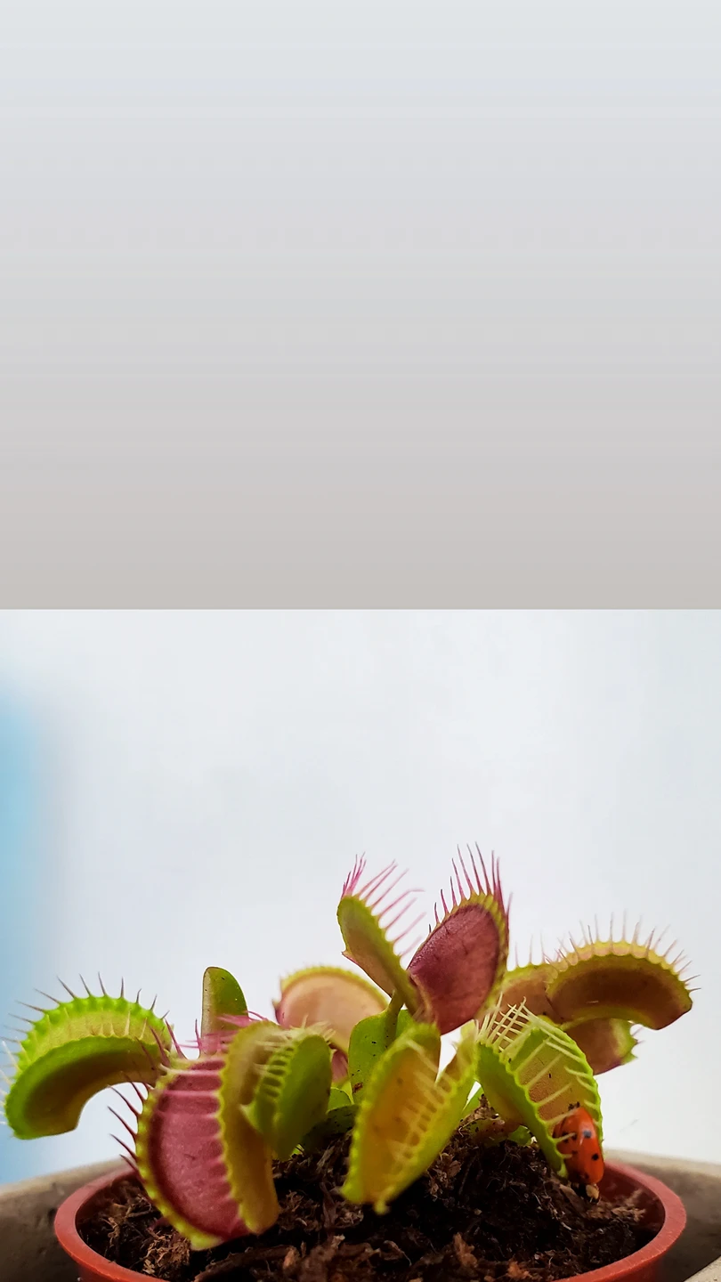 Venus fly trap - photo 2