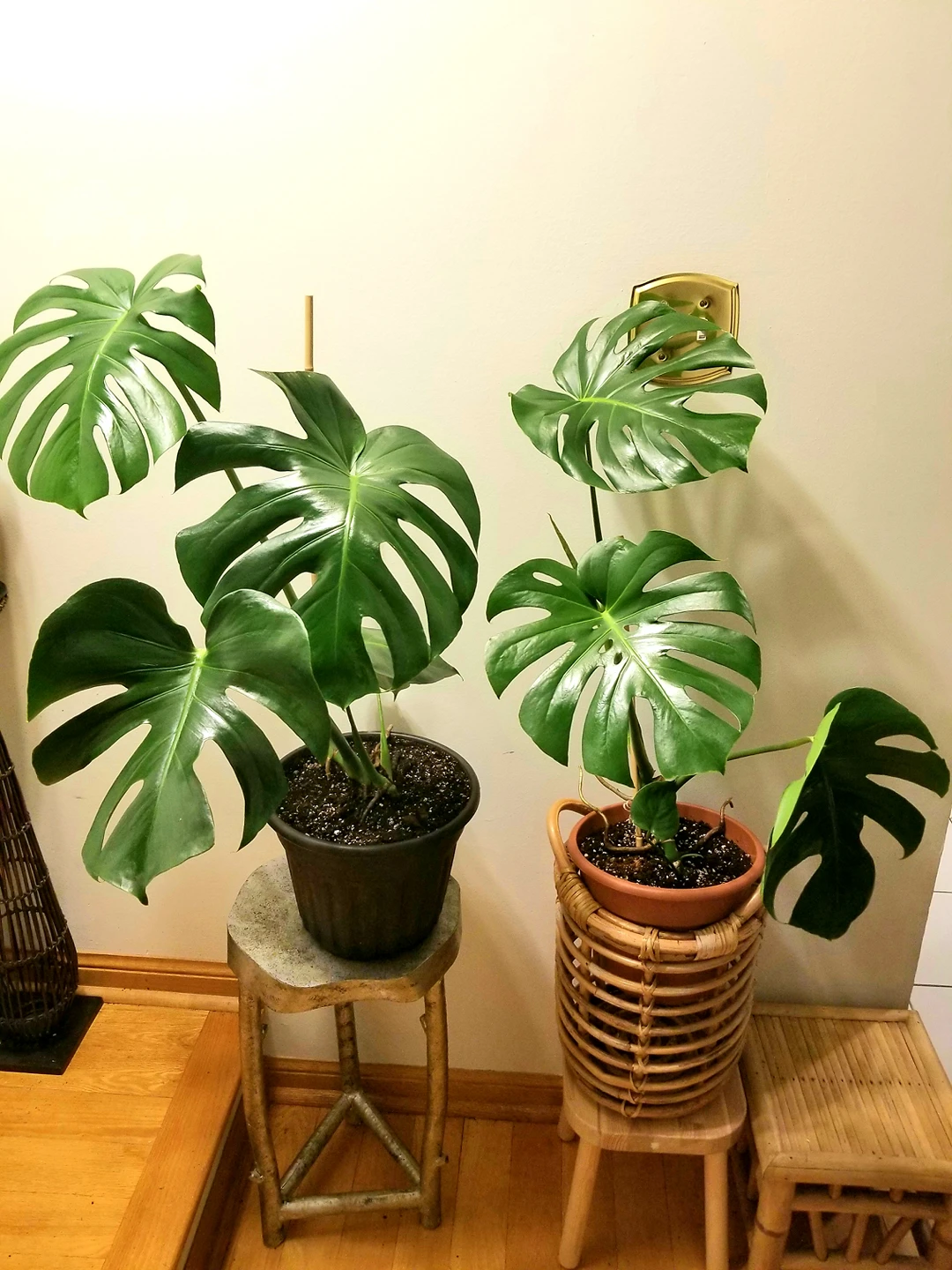 Large Monstera Deliciosa🌴Plants for sale thumbnail