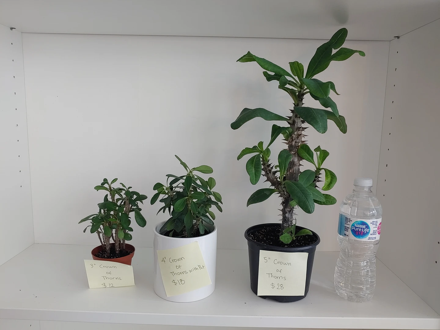 Plants for Sale - photo 2