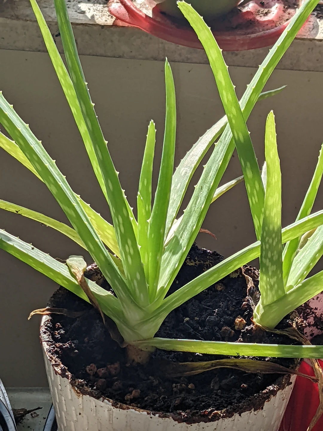 aloe vera plant -2 plants thumbnail