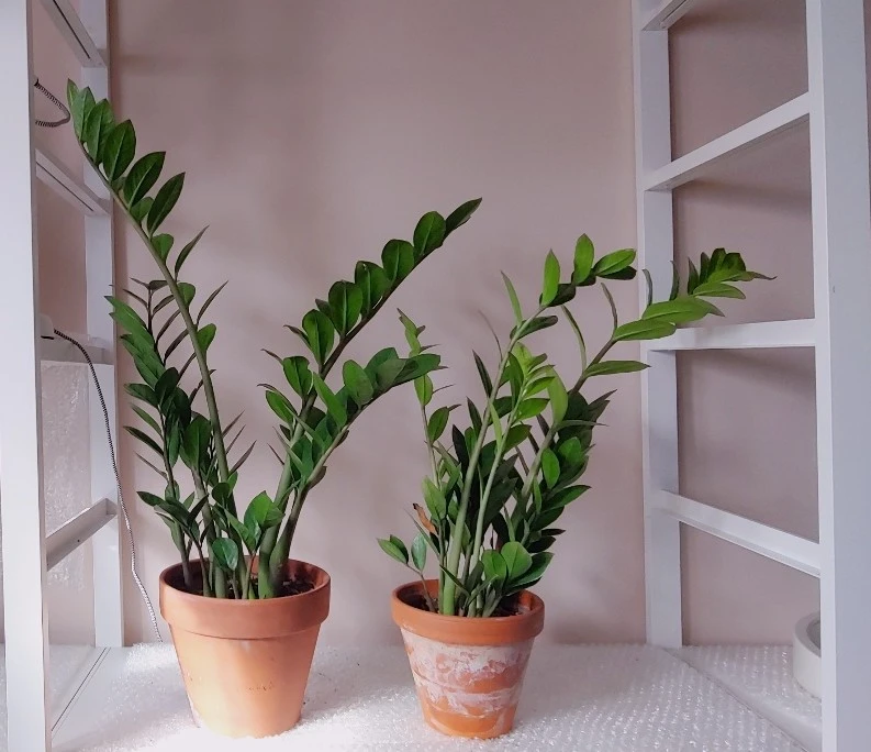 Zz Plant in 6 inch Terracotta Pot