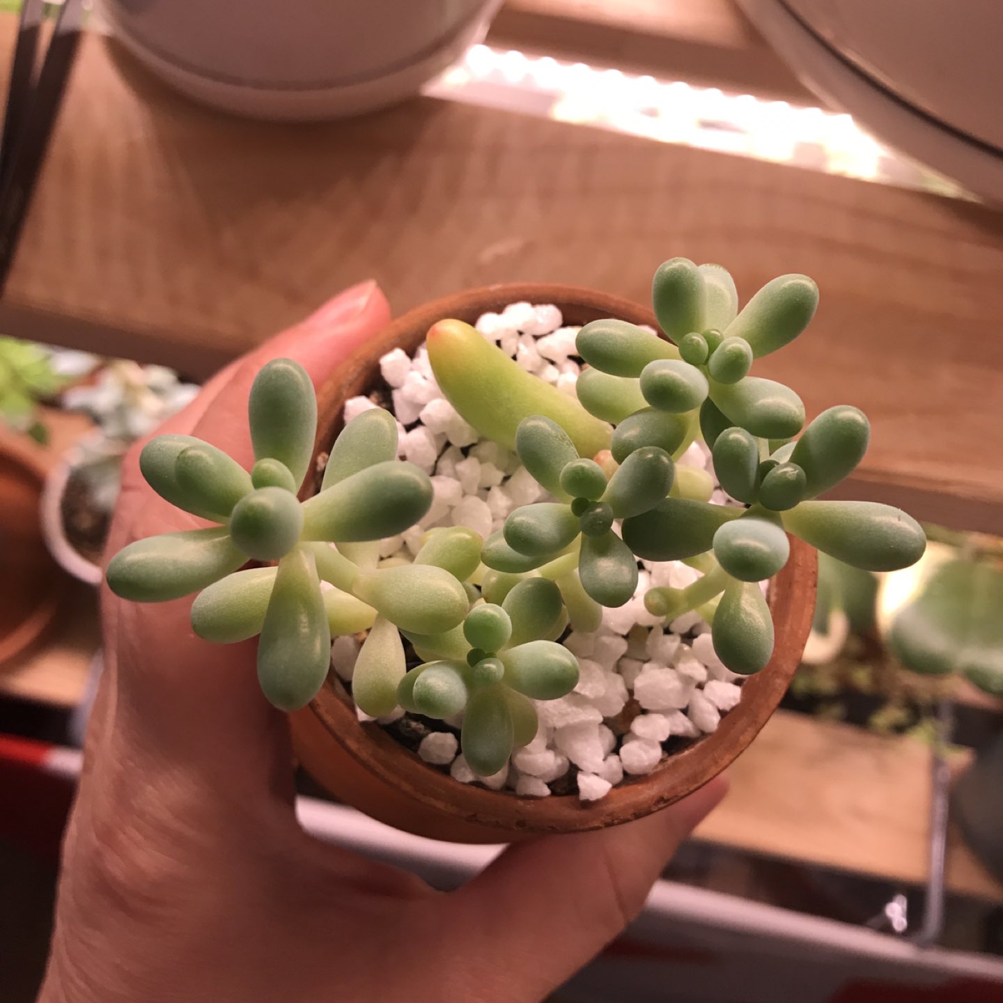 Succulent Plant - Sedum pachyphyllum - photo 2