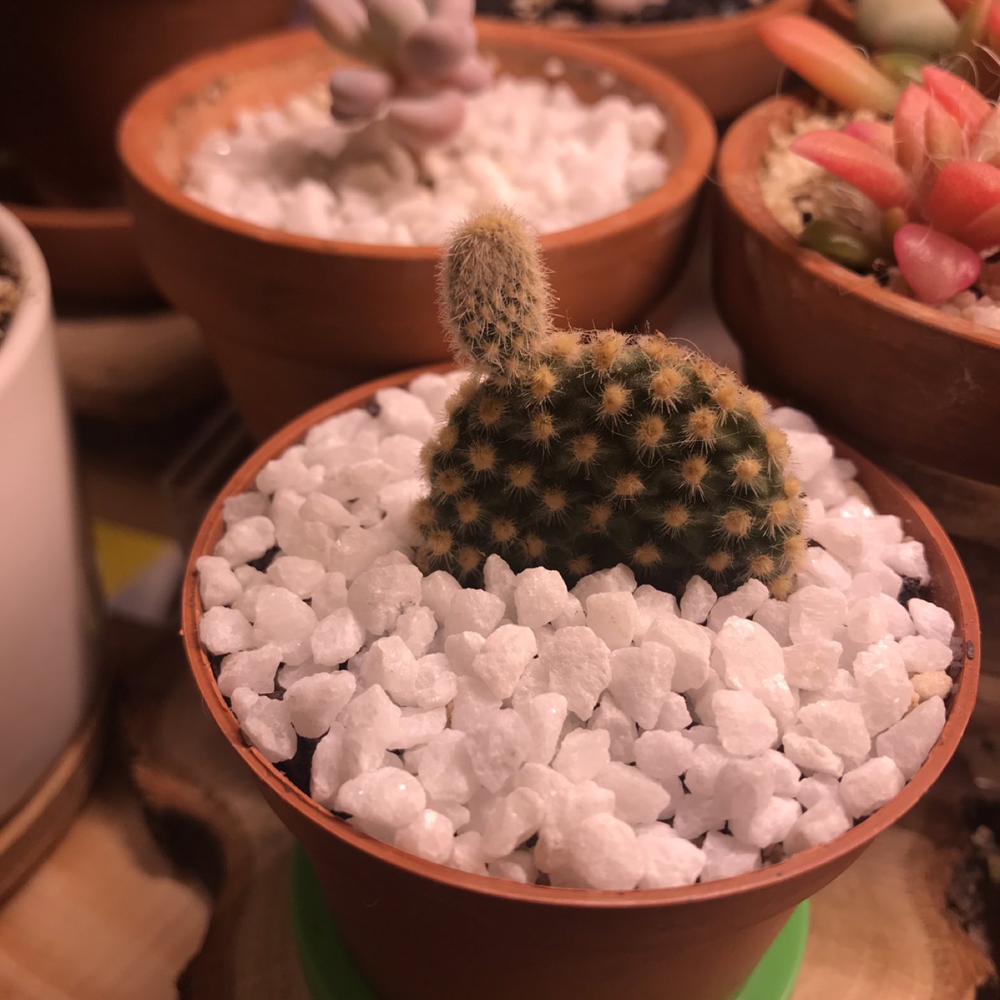 Bunny Cactus thumbnail