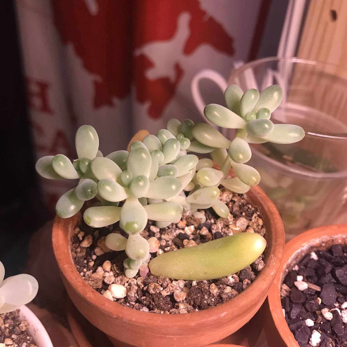 Succulent Plant - Sedum pachyphyllum - photo 4