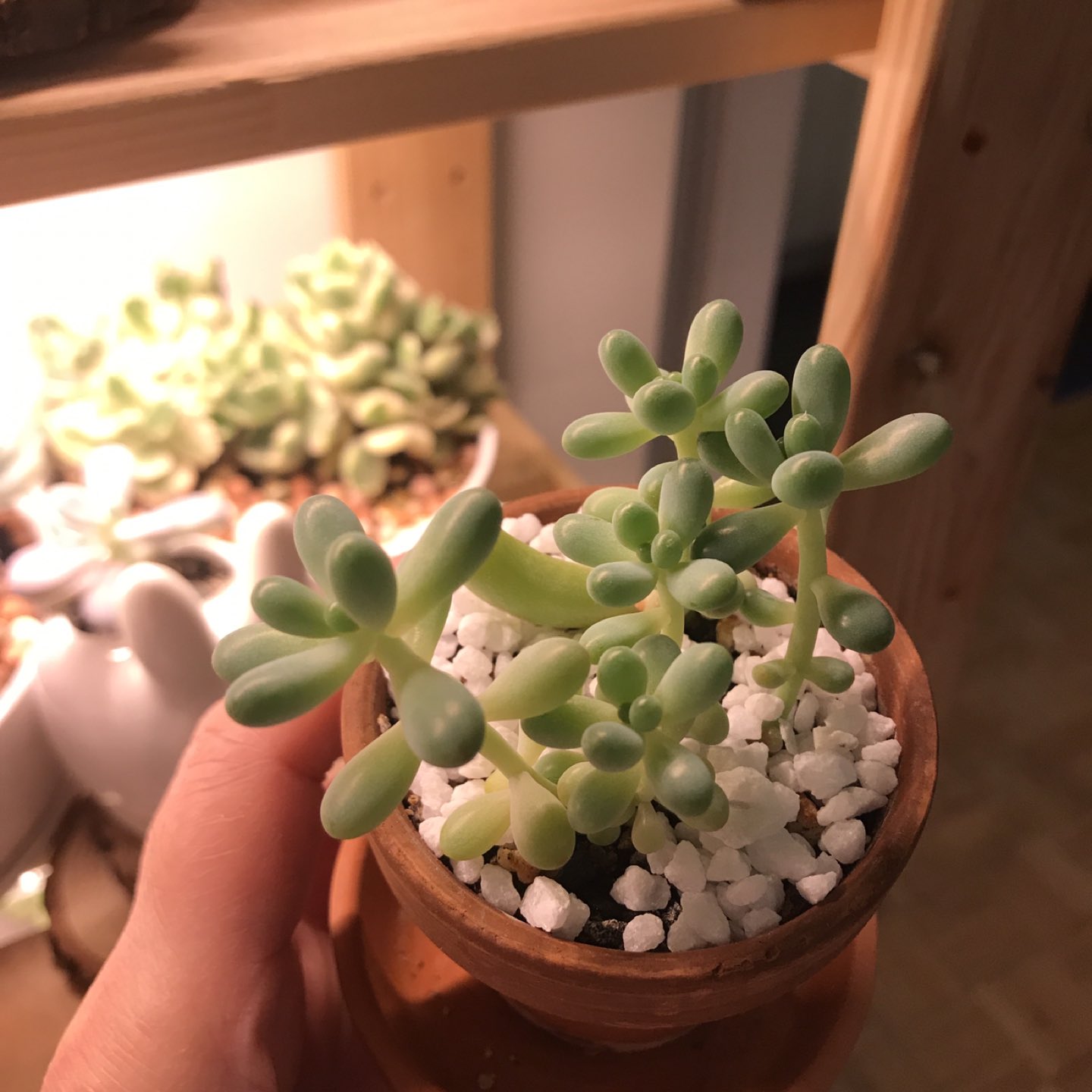 Succulent Plant - Sedum pachyphyllum - photo 3
