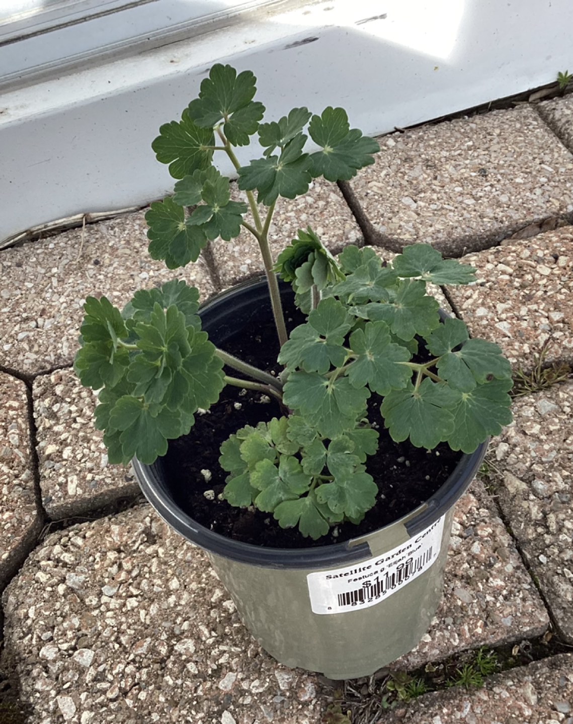 Small Columbine Annual - photo 2