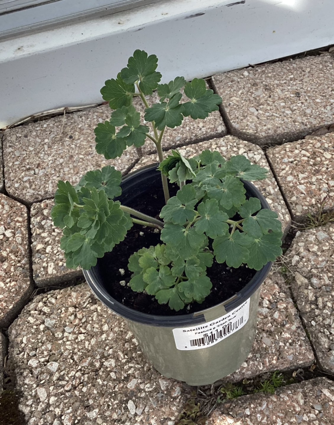 Small Columbine Annual - photo 3