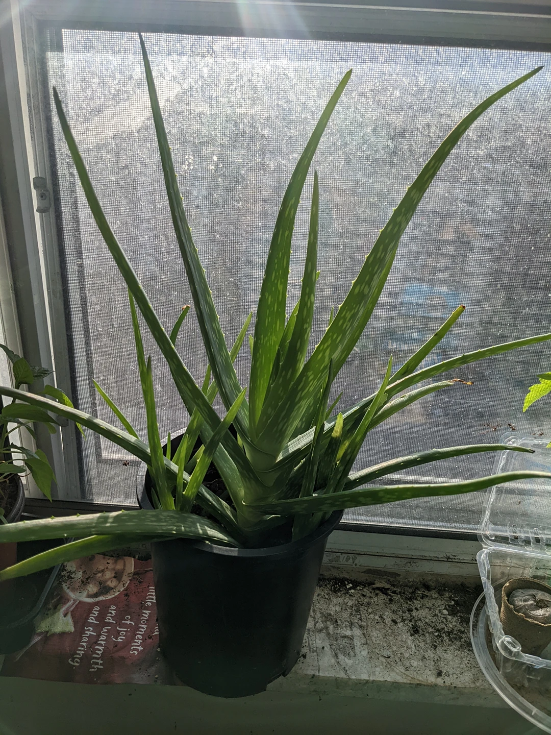aloe vera thumbnail