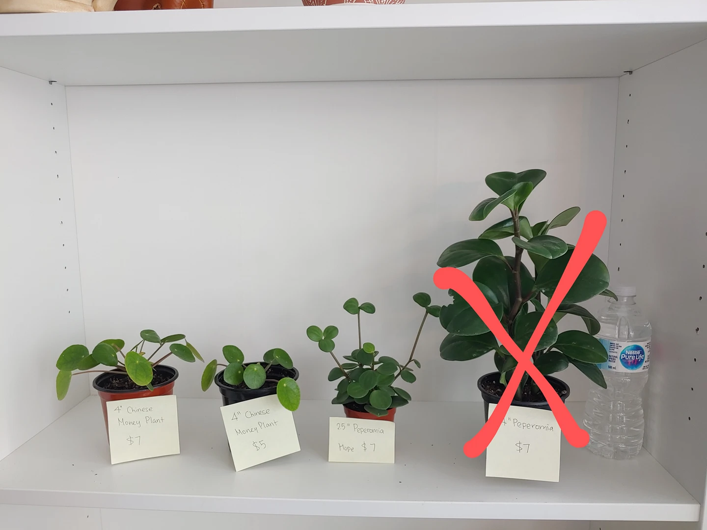 Plants for Sale