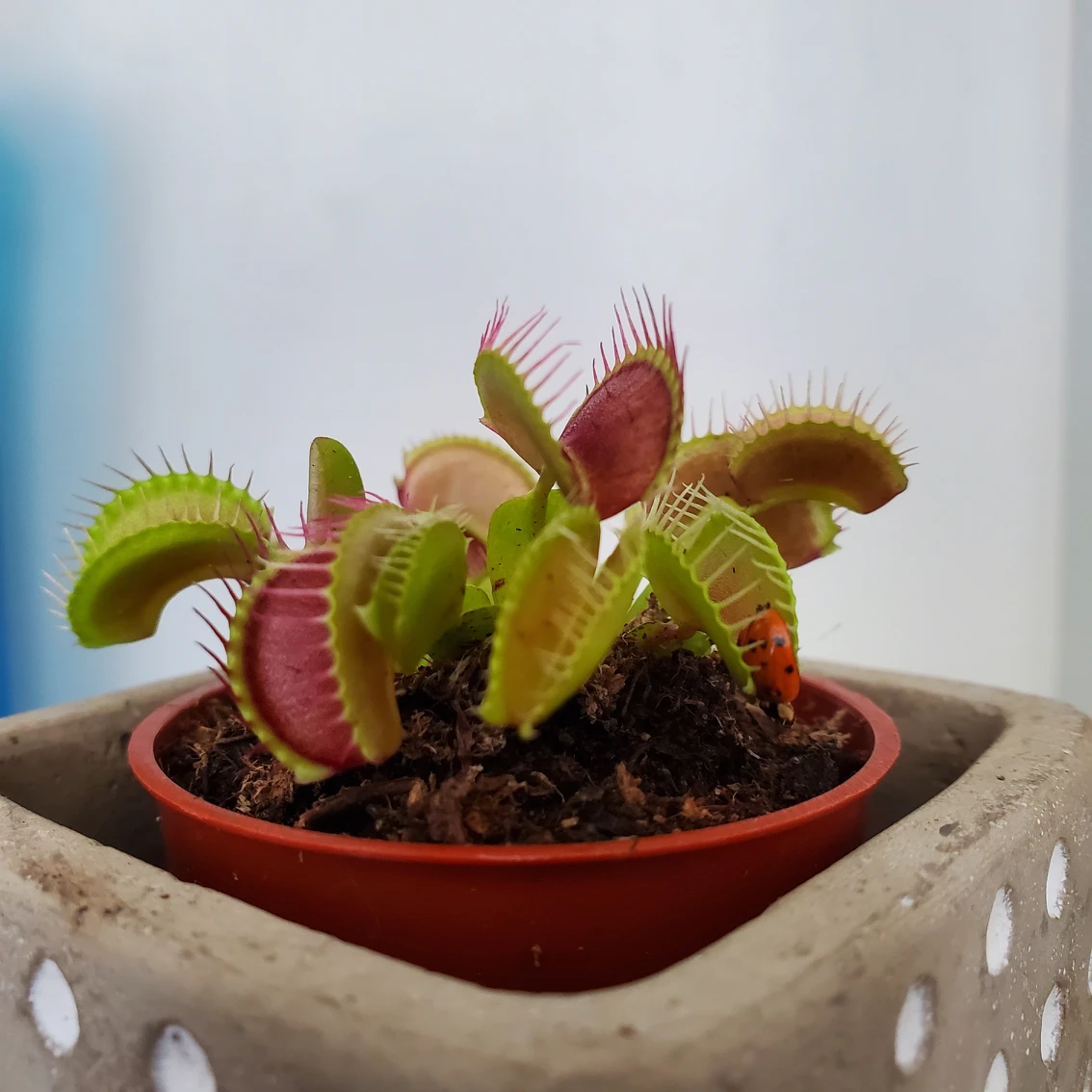 Venus fly trap
