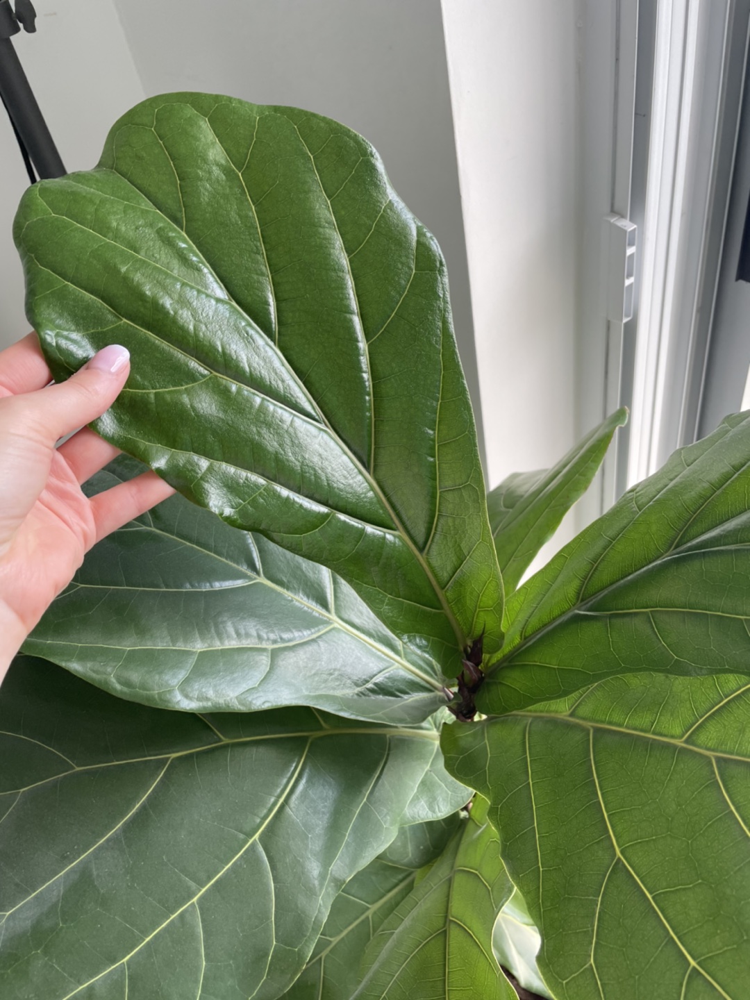Healthy Fiddle Leaf Fig Tree - photo 2