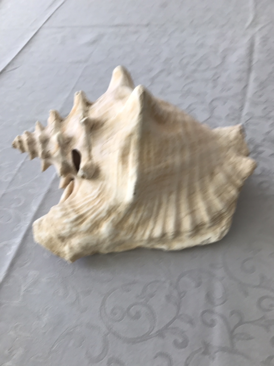 Ocean Shel - photo 2