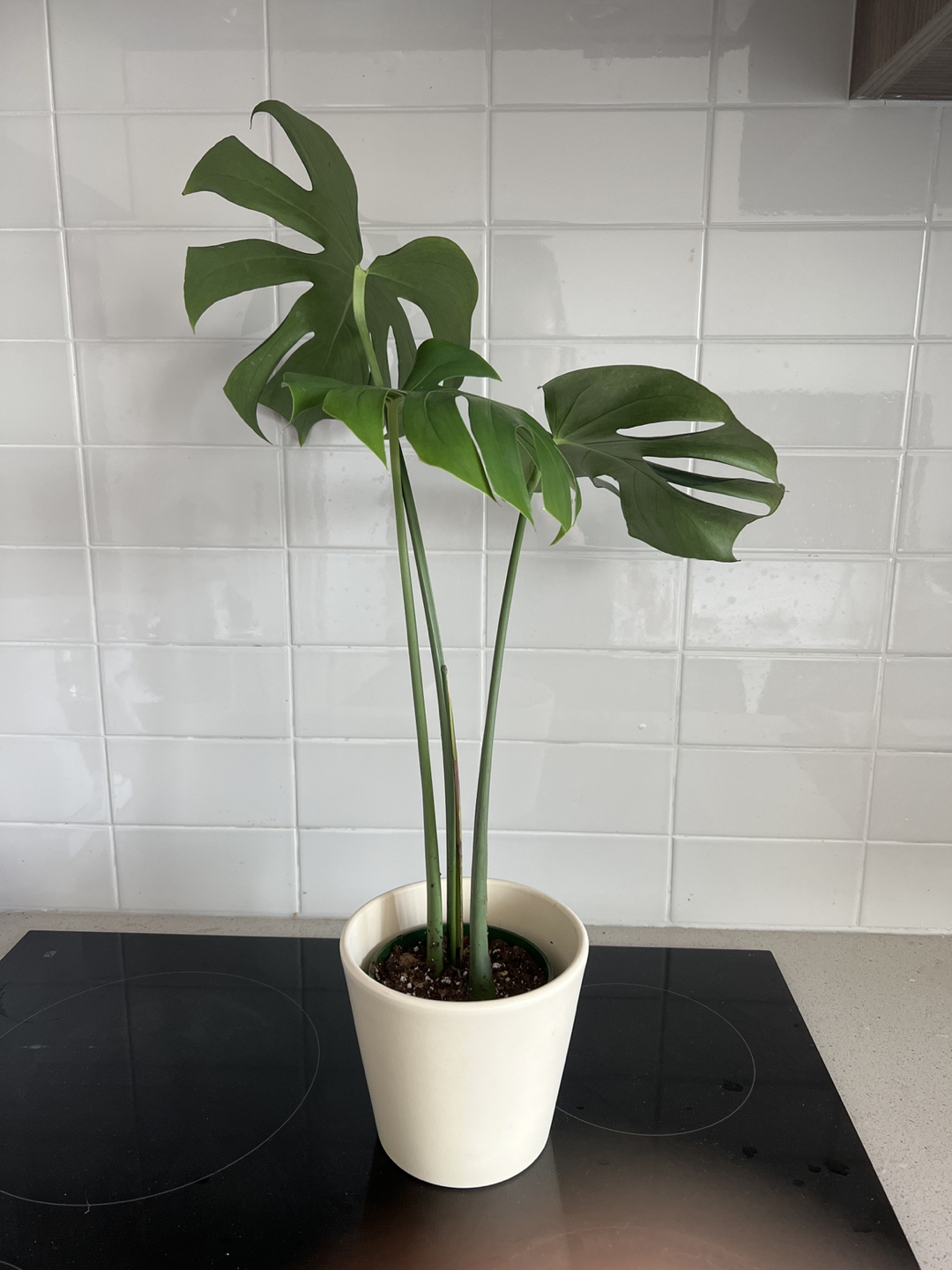 Monstera plant thumbnail