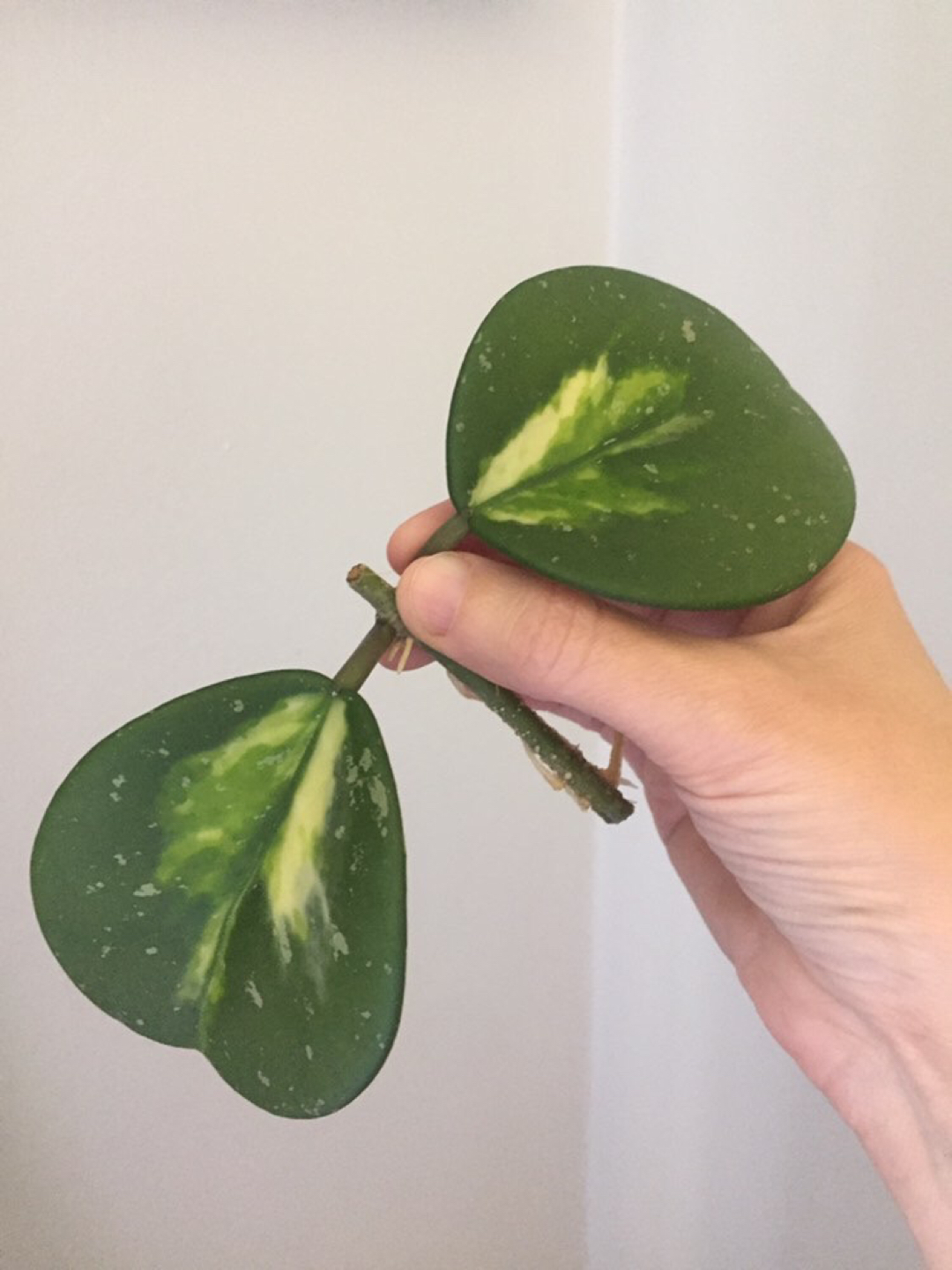 Hoya Obovata Variegata Plant - photo 3