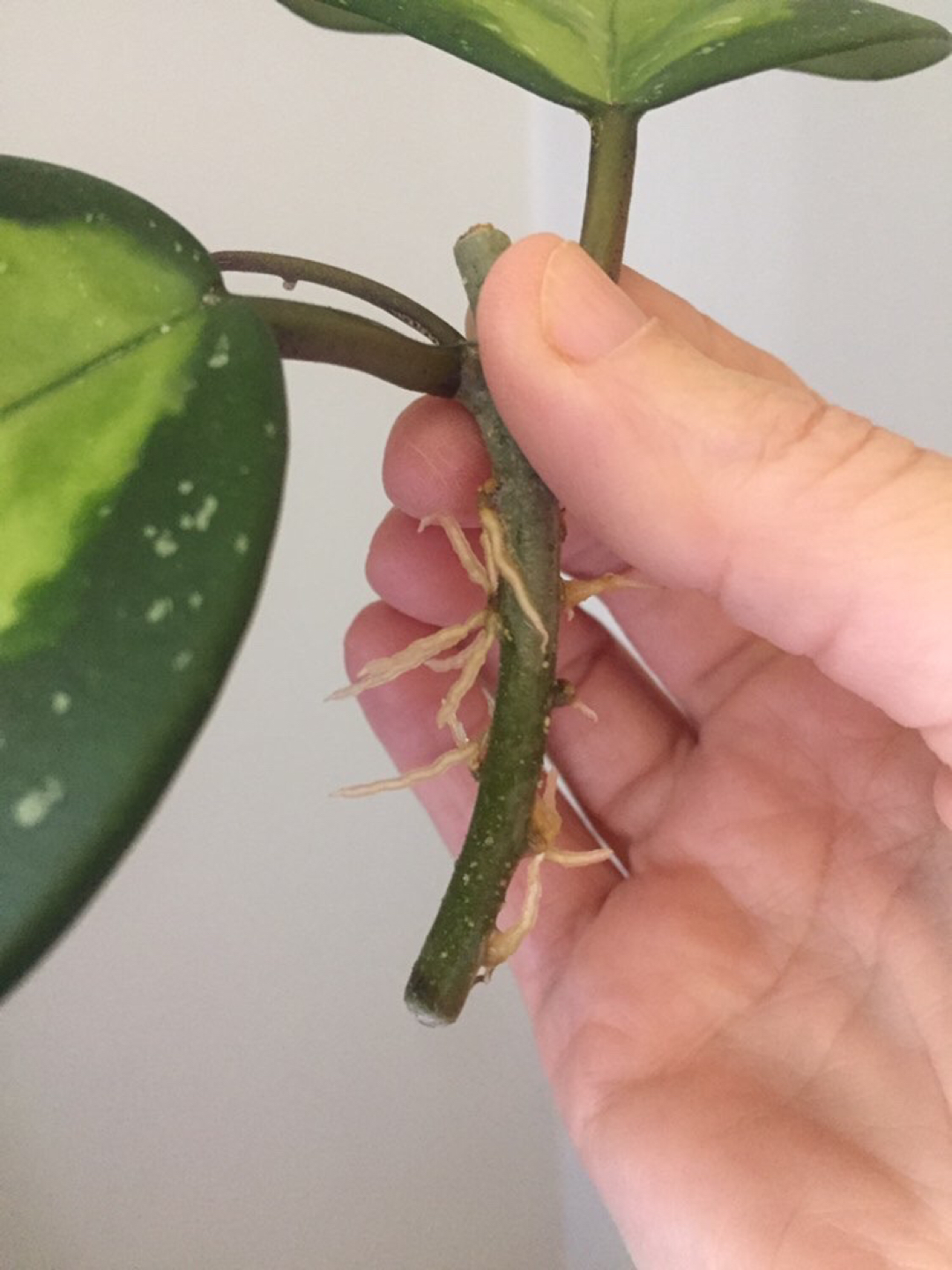 Hoya Obovata Variegata Plant - photo 2