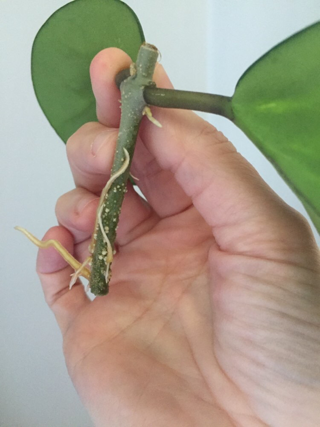 Hoya Obovata Variegata Plant - photo 4