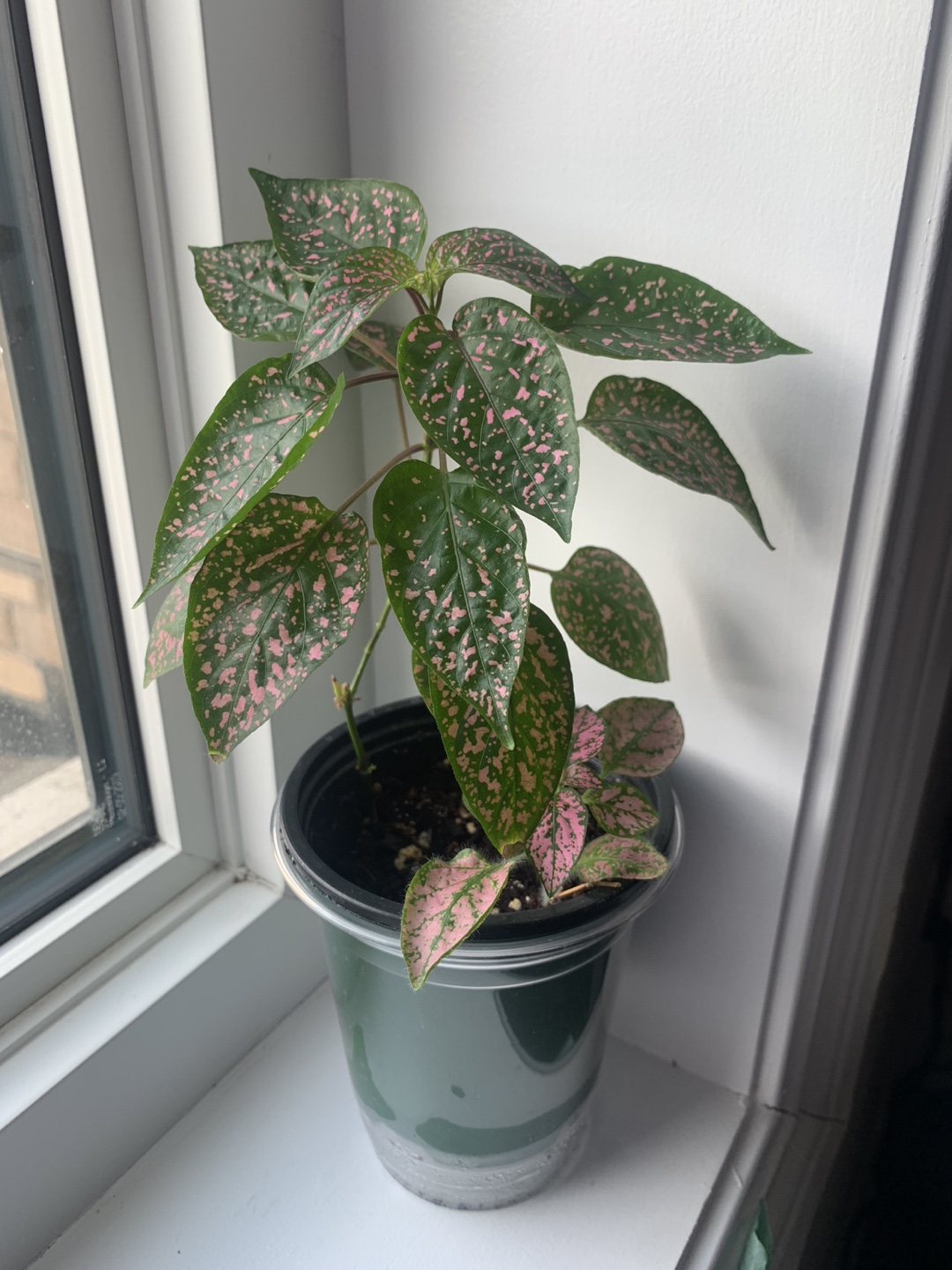 #freecycle Polka dot plant thumbnail