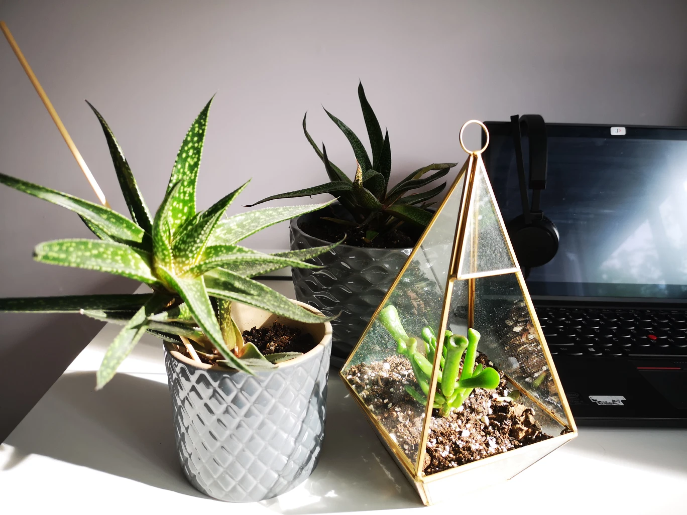 plants