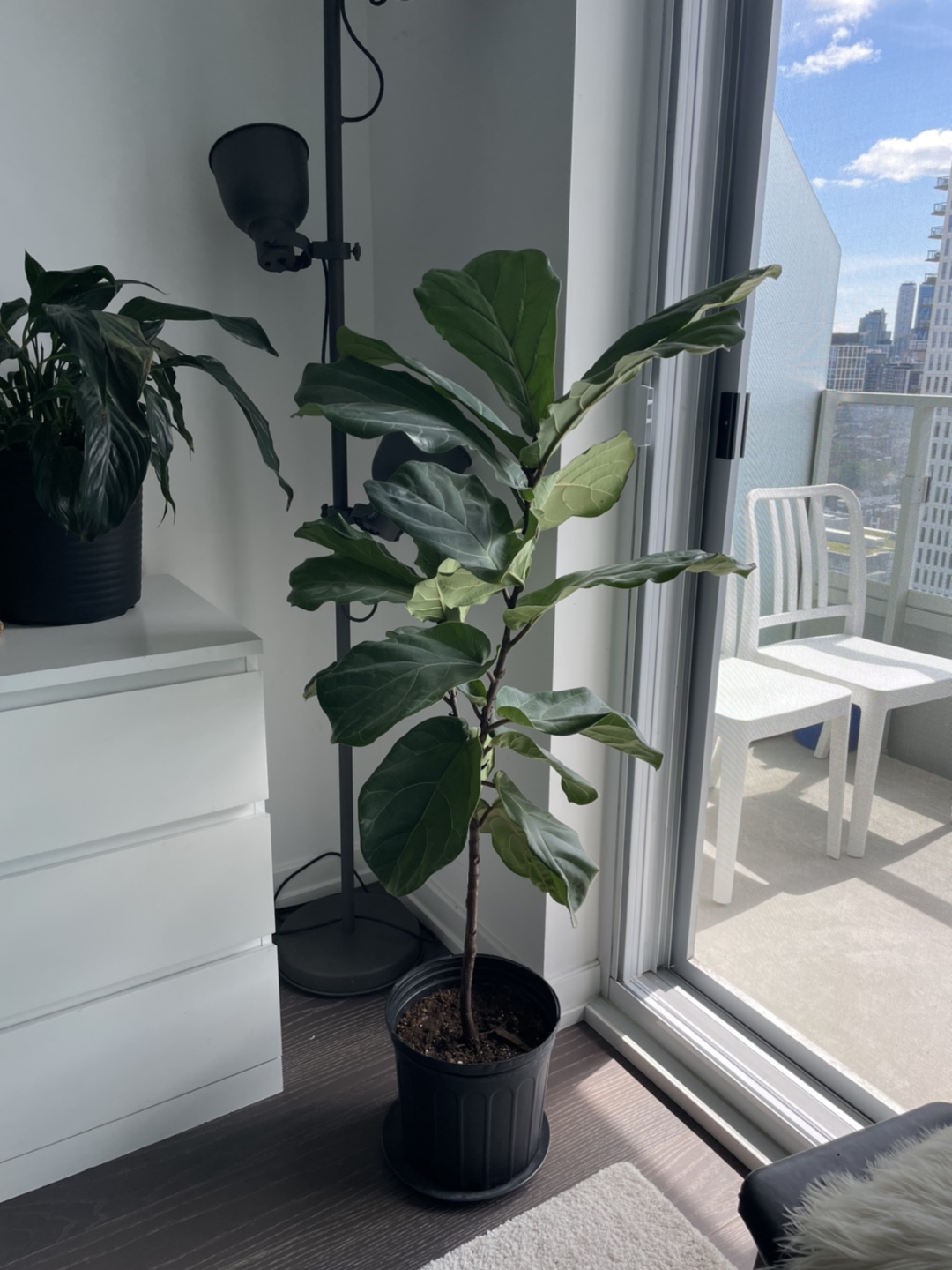 Healthy Fiddle Leaf Fig Tree