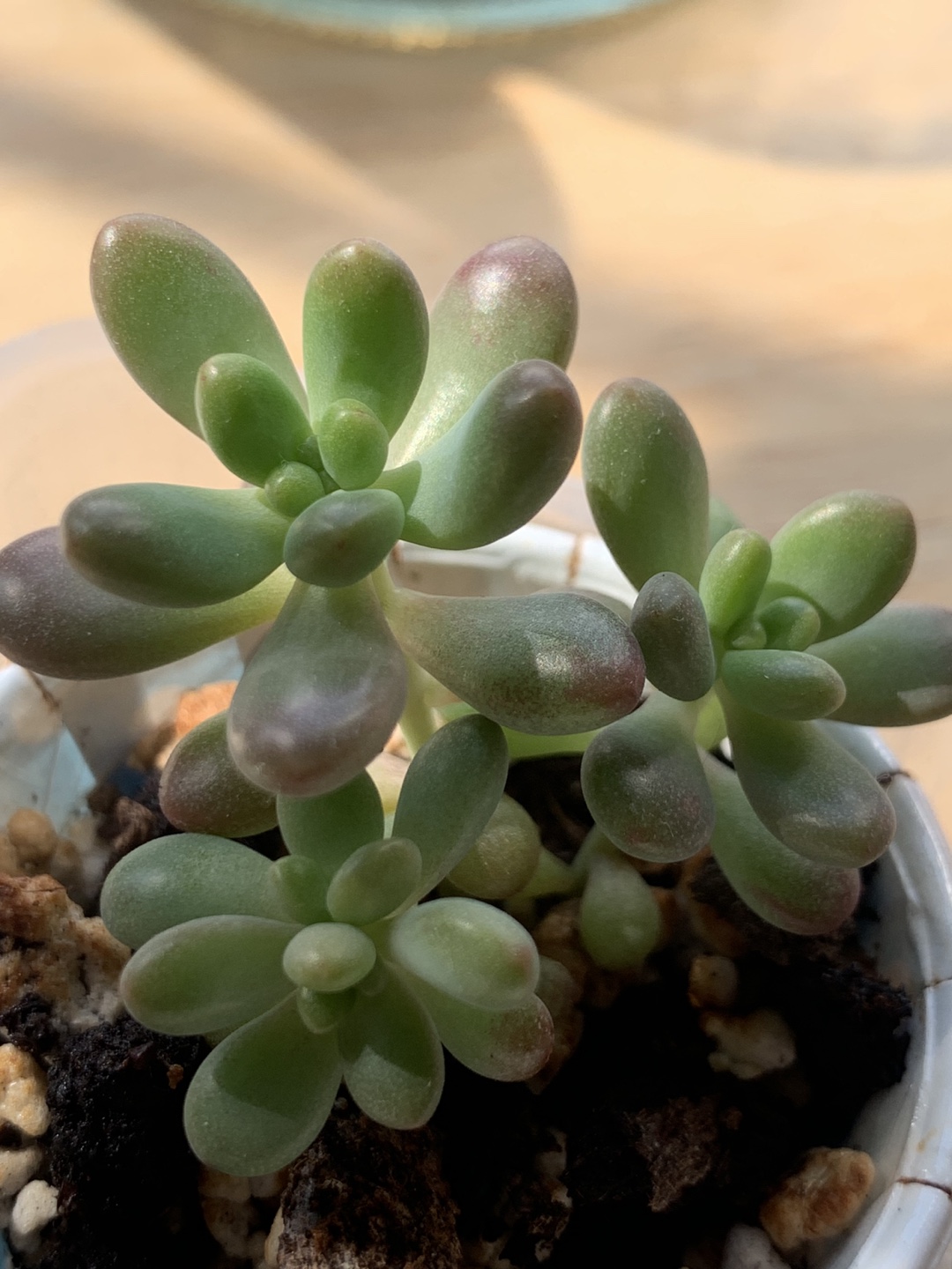 #freecycle baby jellybean succulent plants thumbnail