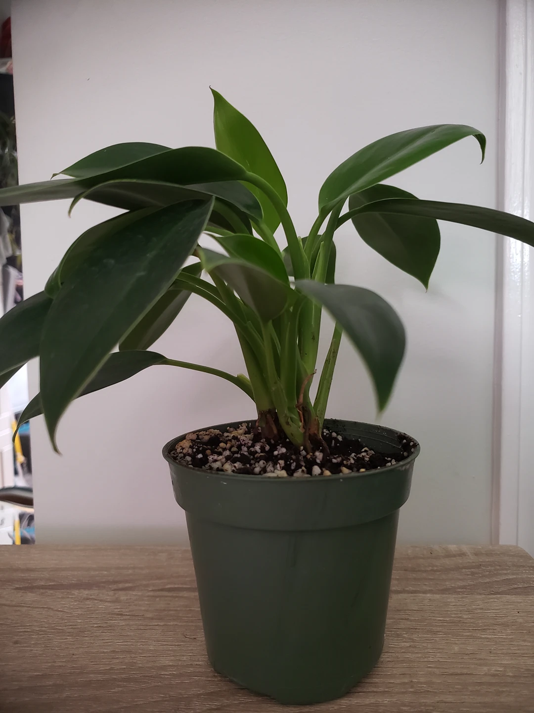 plants- alocasia, philodendron, pothos