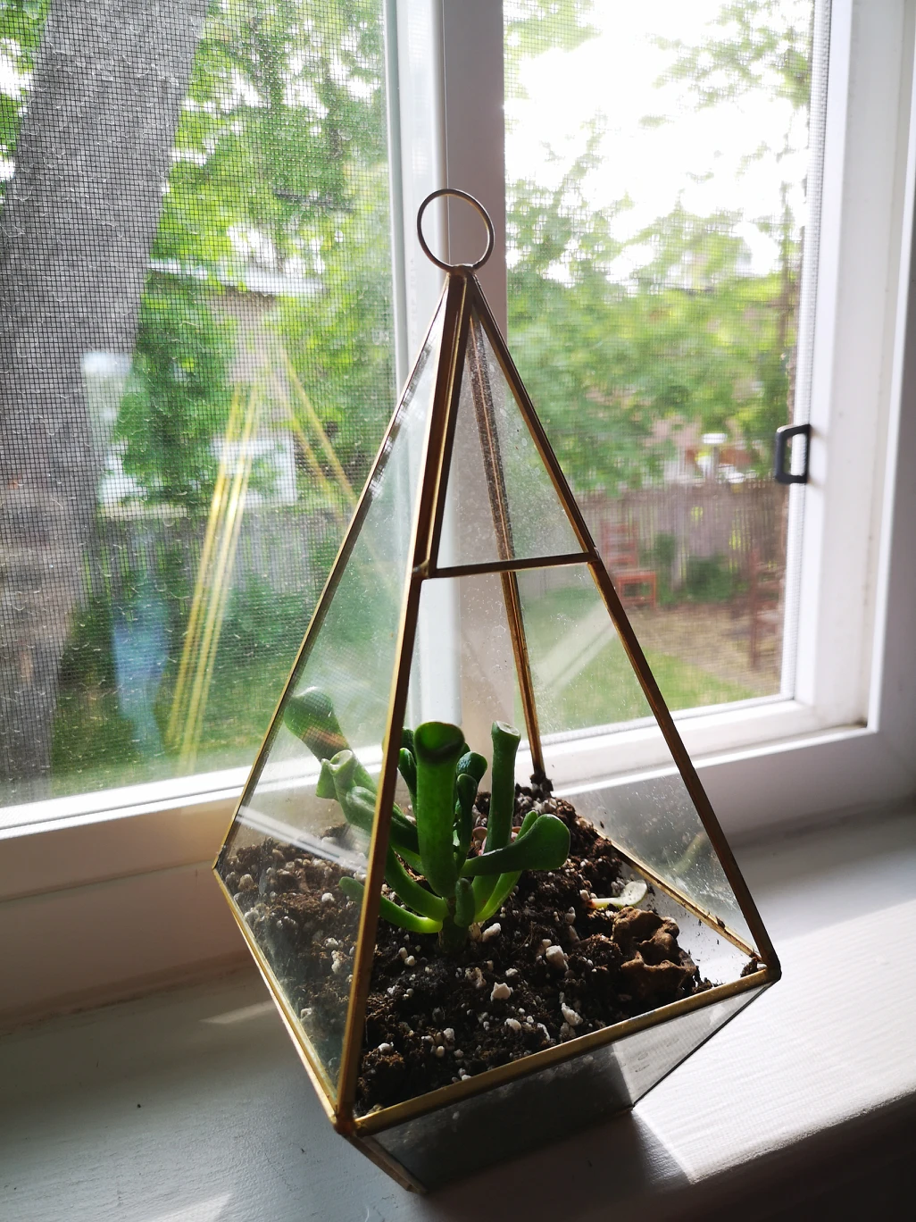 plants - photo 5
