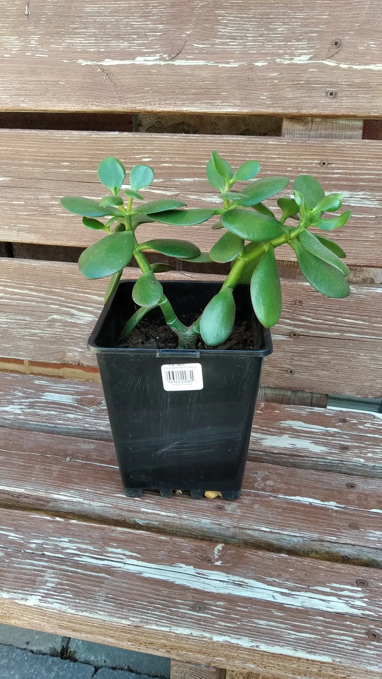 buy Jade plant get free Pilea peperomioides plant thumbnail