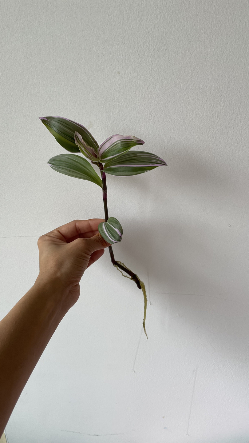 Tradescantia Nanouk/ Fantasy vennice thumbnail