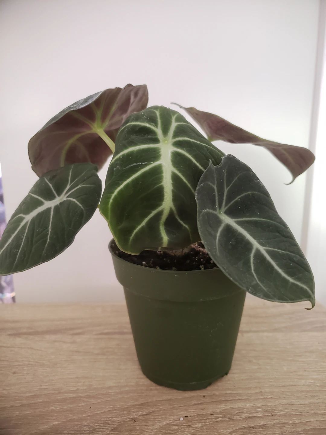 plants- alocasia, philodendron, pothos - photo 3