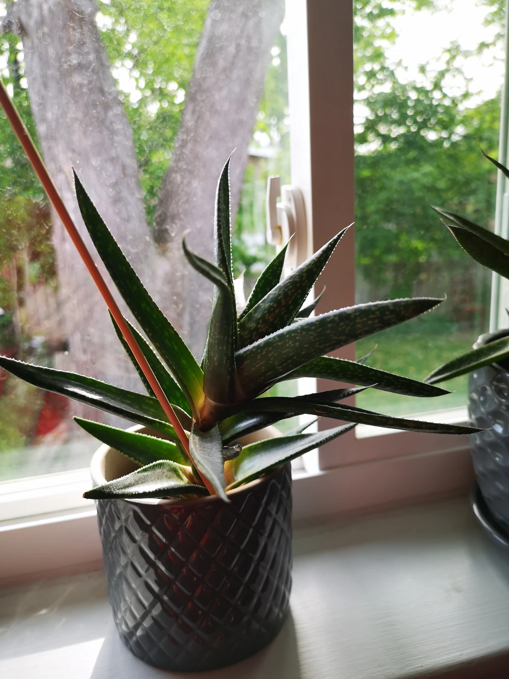 plants - photo 4