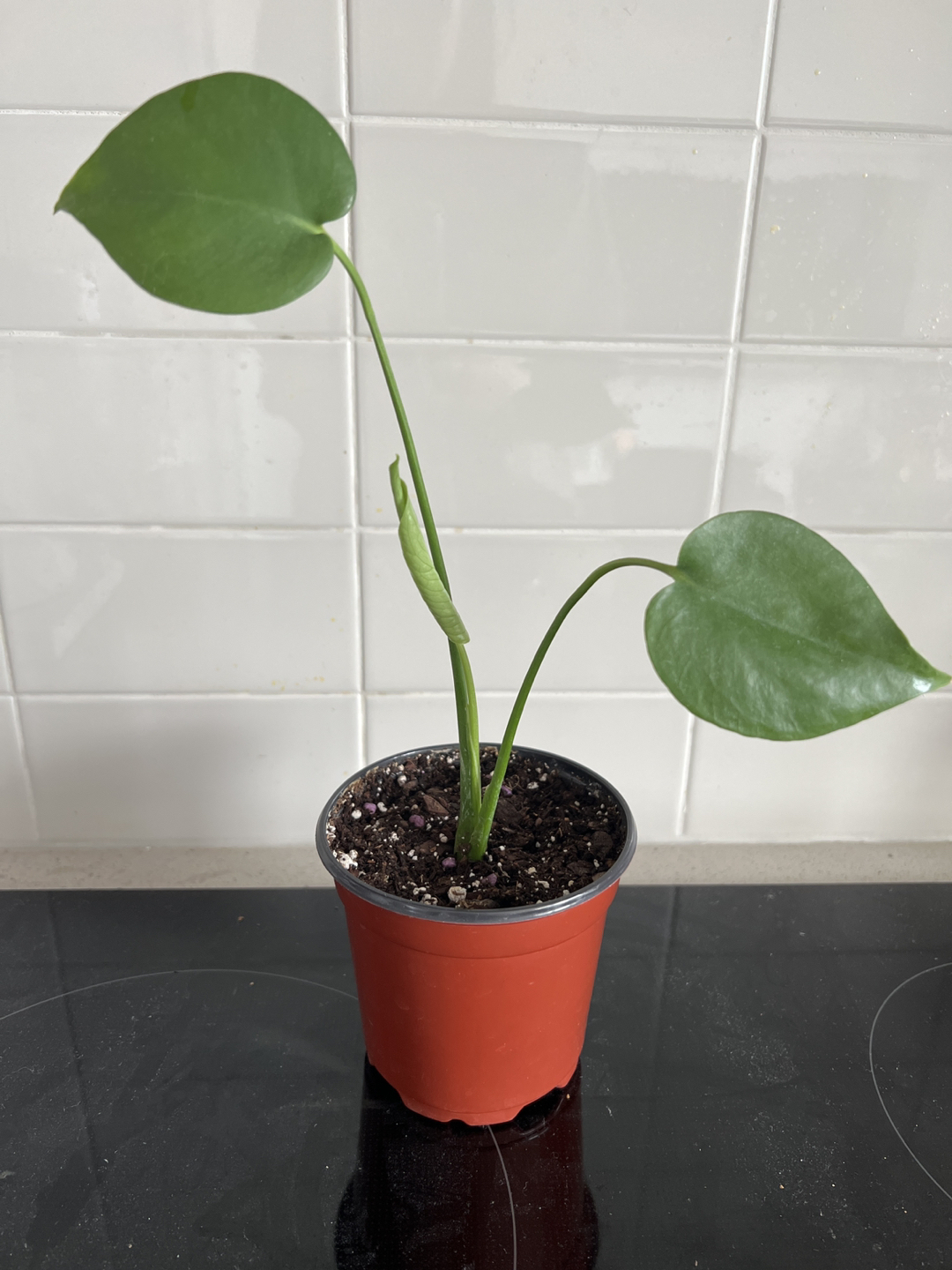 Mini Monstera thumbnail