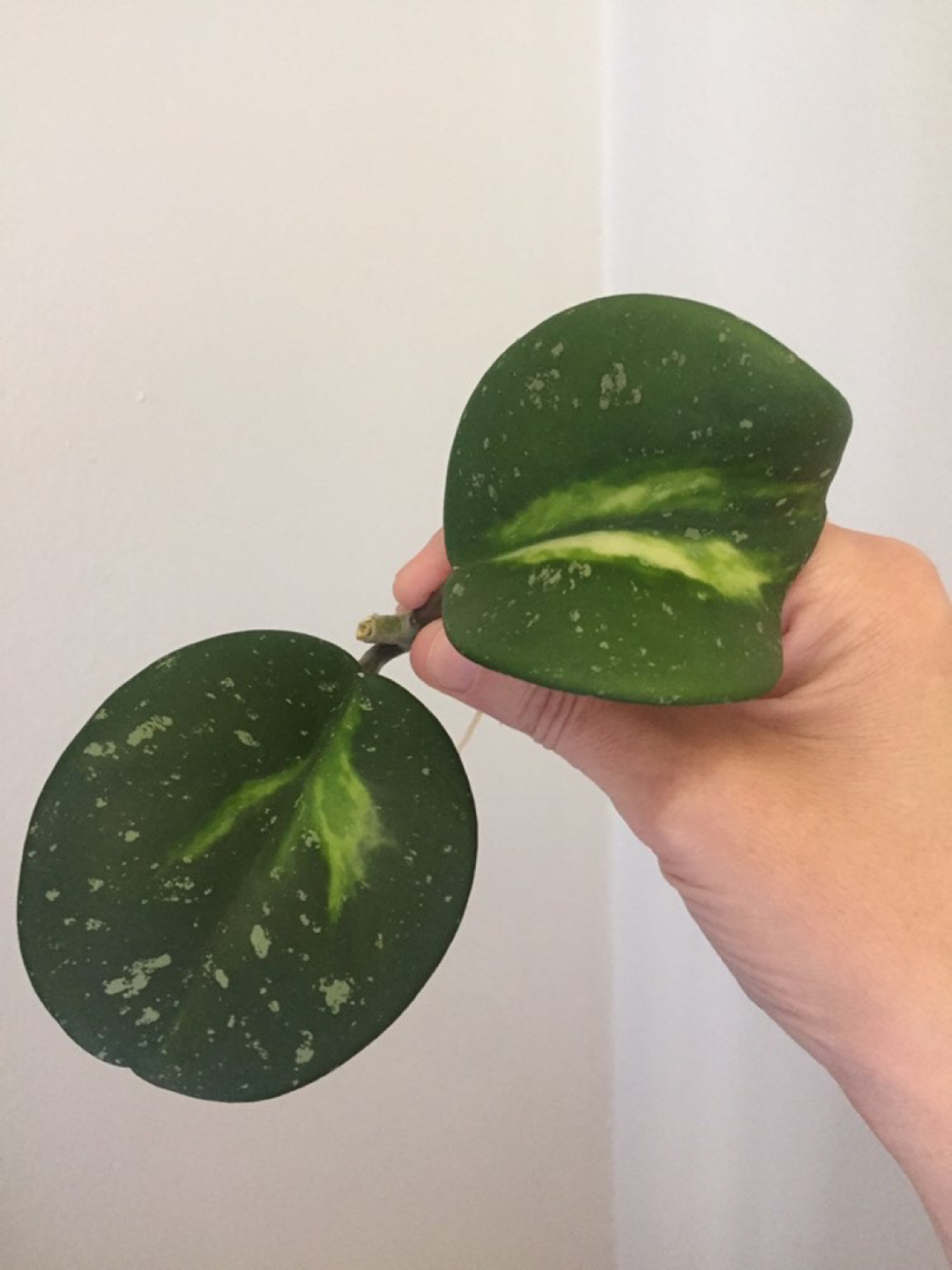 Hoya Obovata Variegata Plant - photo 5