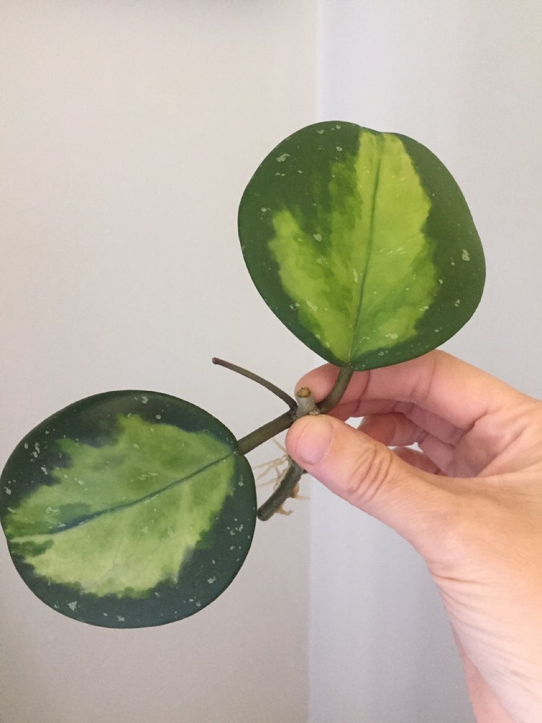 Hoya Obovata Variegata Plant thumbnail
