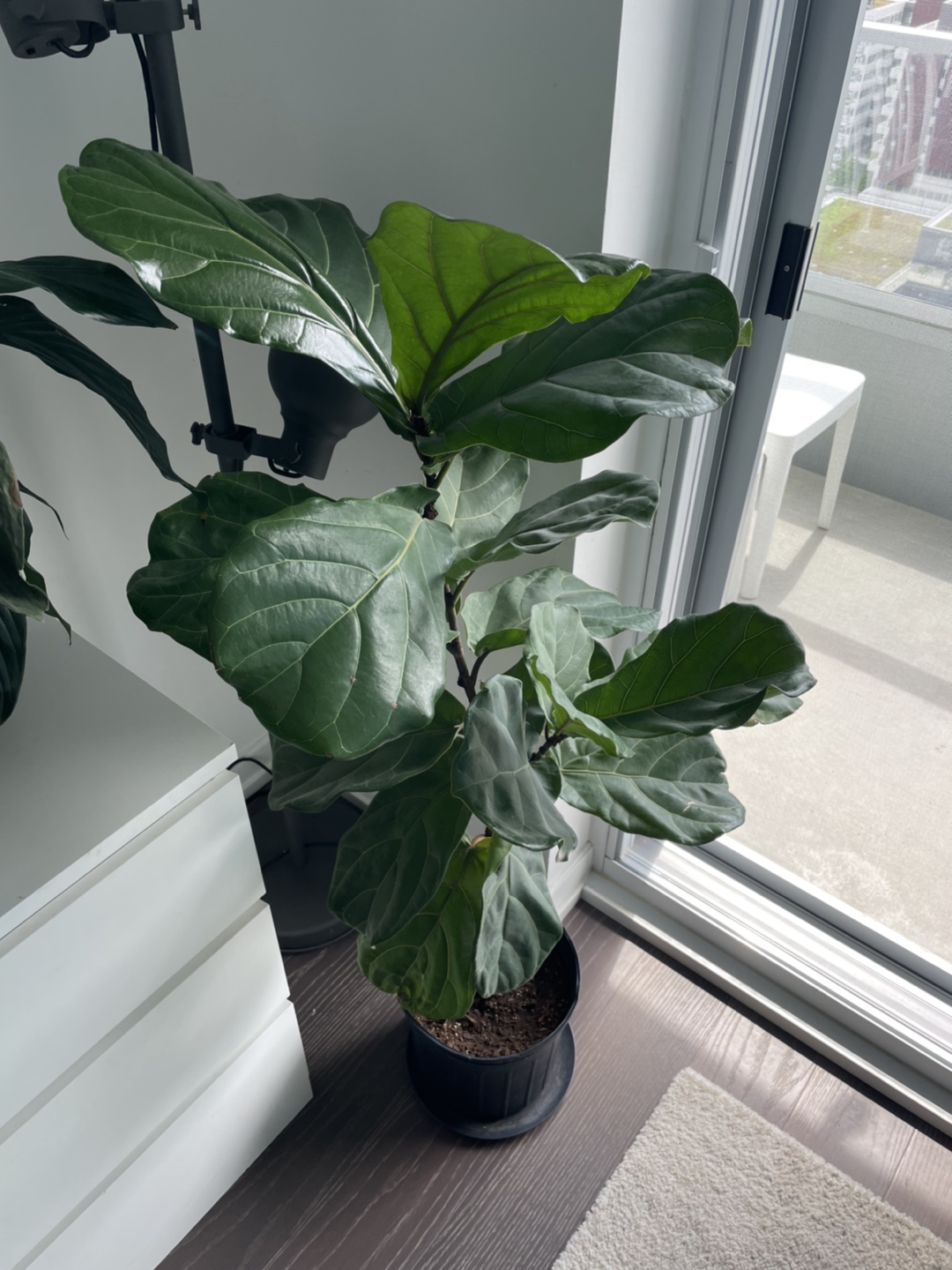 Healthy Fiddle Leaf Fig Tree - photo 3